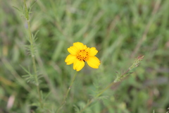 Dyssodia tagetiflora