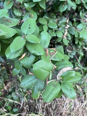 Prunus ilicifolia