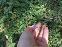 Geranium pyrenaicum