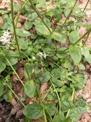 Veronica officinalis