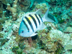 Abudefduf saxatilis