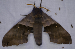 Pachysphinx modesta