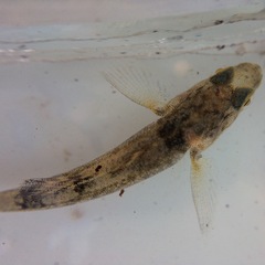 Gobiomorphus cotidianus