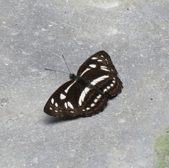 Phaedyma columella