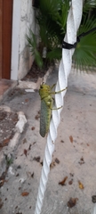 Tropidacris cristata