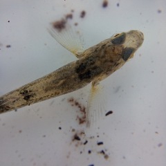Gobiomorphus cotidianus