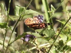 Vanessa braziliensis