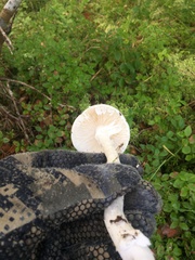 Amanita virosa
