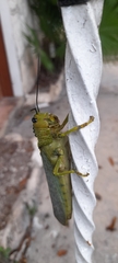 Tropidacris cristata