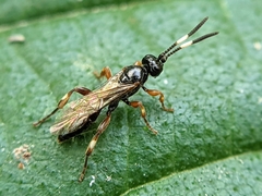 Coelichneumon