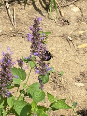 Xylocopa virginica
