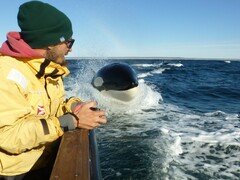 Orcinus orca