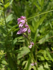 Dactylorhiza iberica