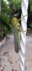 Tropidacris cristata