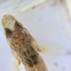 Gobiomorphus cotidianus