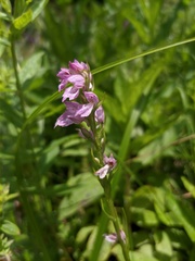 Dactylorhiza iberica
