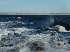 Orcinus orca