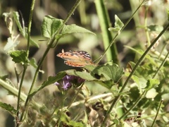Vanessa braziliensis