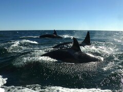 Orcinus orca