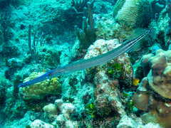 Aulostomus maculatus