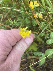 Lotus corniculatus