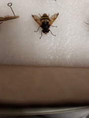 Volucella inanis