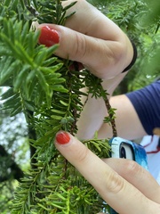 Taxus baccata