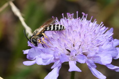 Halictus scabiosae