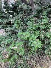 Prunus ilicifolia