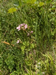 Centaurium