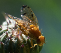 Xyphosia miliaria