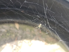 Leucauge argyrobapta