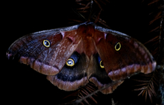 Antheraea polyphemus
