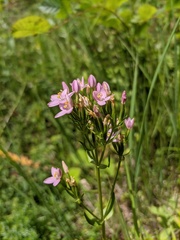 Centaurium