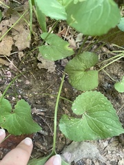 Viola sororia