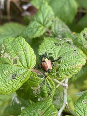 Popillia japonica