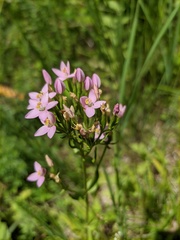Centaurium