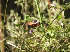 Vanessa braziliensis