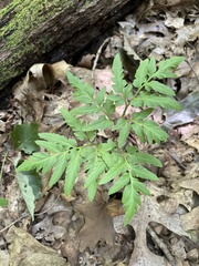 Sceptridium dissectum