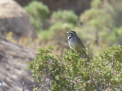 Amphispiza bilineata