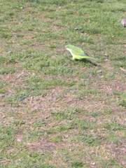Myiopsitta monachus