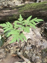 Sceptridium dissectum