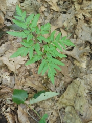 Sceptridium dissectum