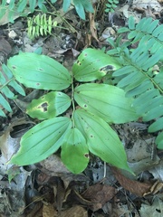 Maianthemum racemosum