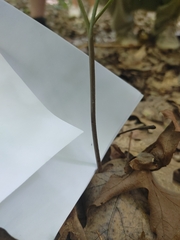 Sceptridium dissectum