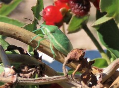 Chlorochroa uhleri