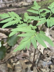 Sceptridium dissectum