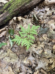 Sceptridium dissectum