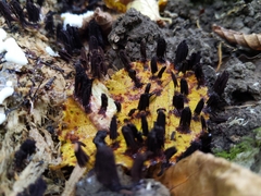 Xylaria polymorpha