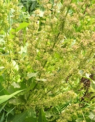 Rumex longifolius